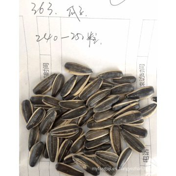 2017 semillas de girasol de la raya blanca de la nueva cosecha semilla de girasol híbrida para el consumo humano